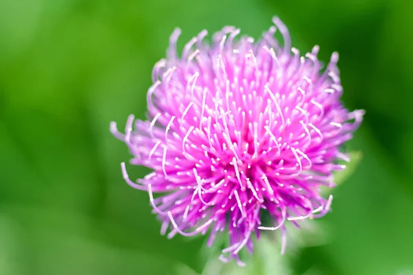 Detalhe de flor - estigma — Fotografia de Stock