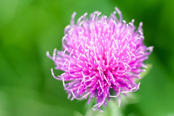 花的细节-柱头 — 图库照片