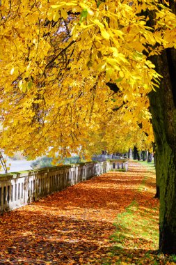 renkli sonbahar park