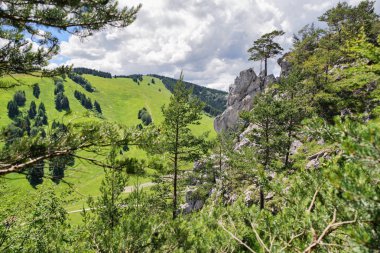 Kaya oluşumları ormandaki