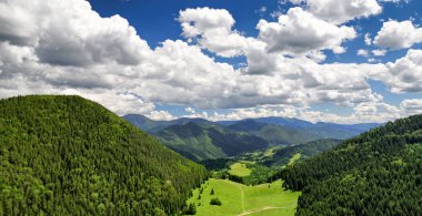 Güzel orman manzara ve doğa