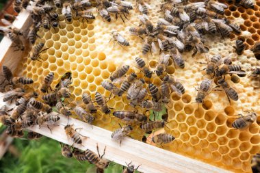 Bal arısı Kraliçe Arı