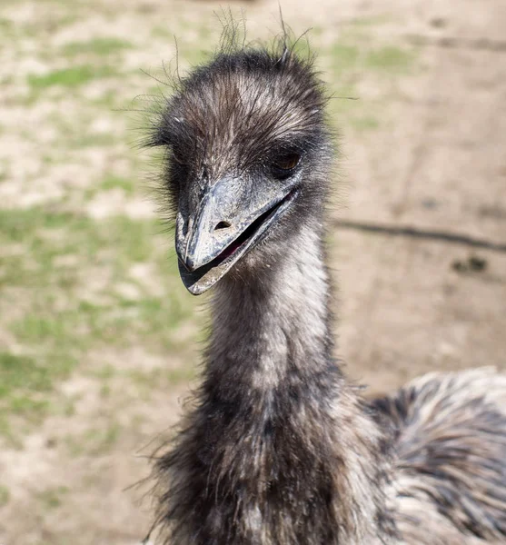 Head of Emu — Stock Photo, Image