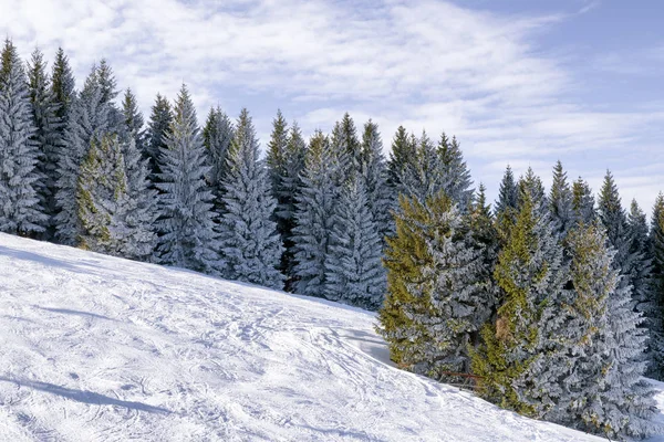 Snöiga träd i skogen — Stockfoto