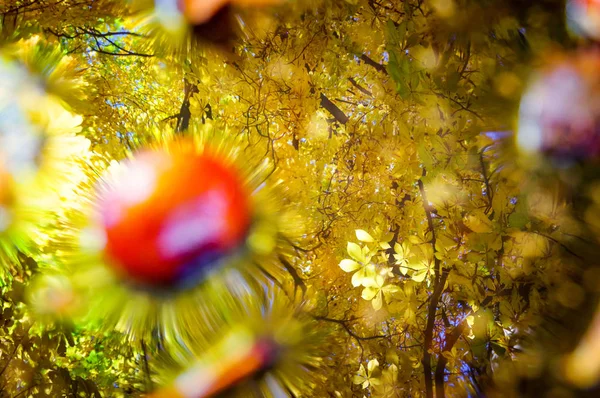 Odraz žluté podzimní strom ve vodě — Stock fotografie