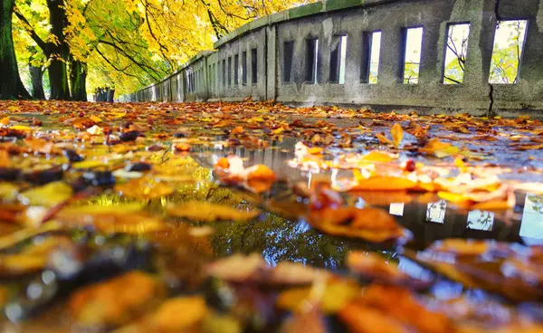 Parque de outono colorido — Fotografia de Stock