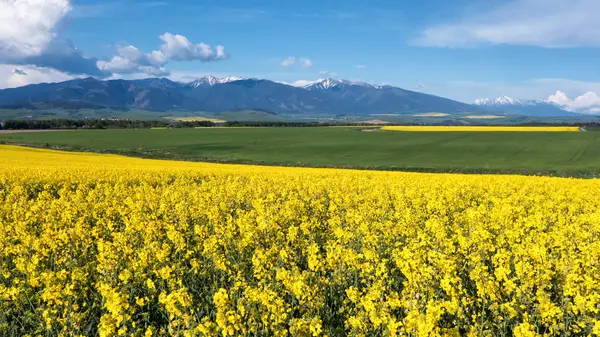 Champ de colza jaune — Photo