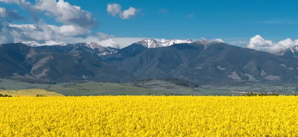 Campo di colza giallo — Foto Stock