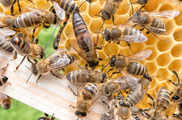 Bal arısı Kraliçe Arı — Stok fotoğraf