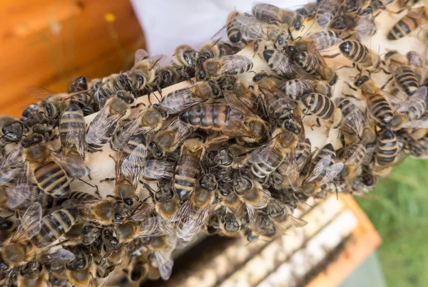 Viele Bienen im Bienenstock — Stockfoto
