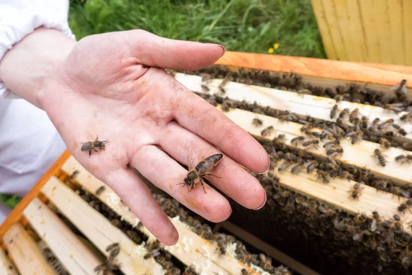 Reine des abeilles à portée de main — Photo