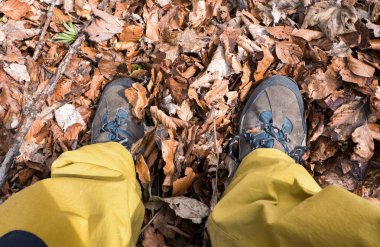 Ormanın yürüyüş