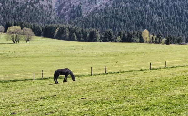 黑骏马在草原上 — 图库照片