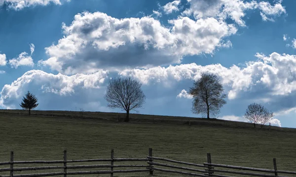 Eenzame bomen in land — Stockfoto