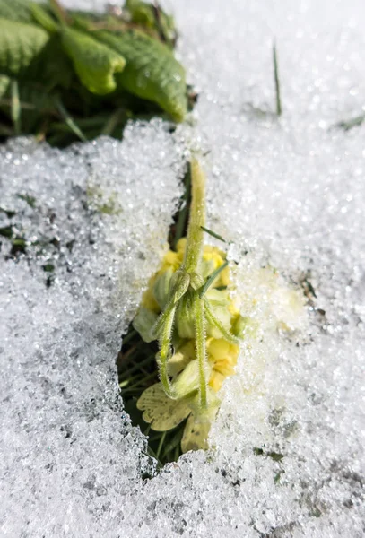 Flor amarela congelada — Fotografia de Stock