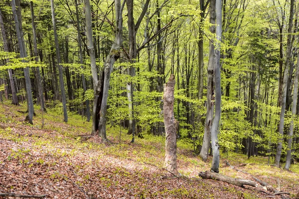 Árvores em madeira verde — Fotografia de Stock