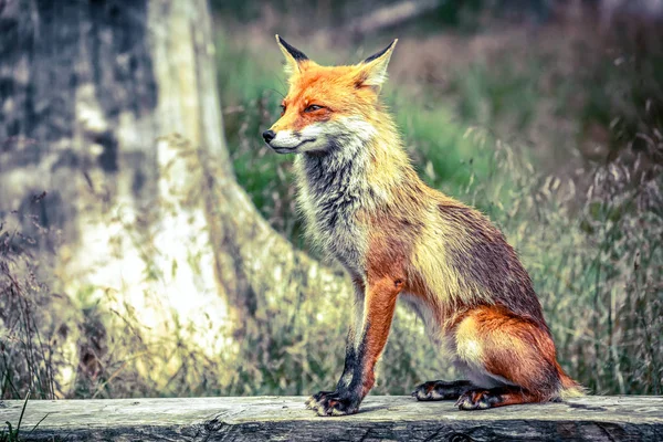 Fox en el bosque en High Tatras, Eslovaquia —  Fotos de Stock