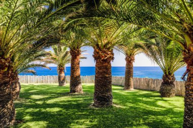 palmiye ağacı ve deniz