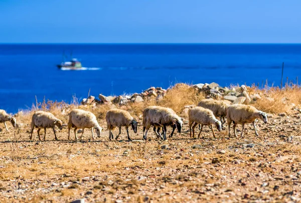 Manada de ovejas en los pastos — Foto de Stock