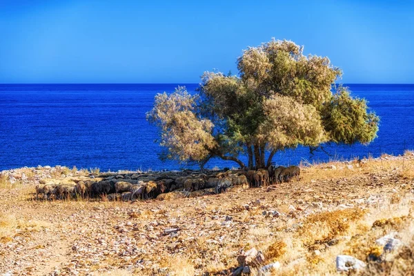 Koyun sürüsü mera üzerinde