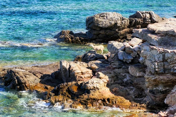 Ovejas solitarias a orillas del mar rocosas —  Fotos de Stock