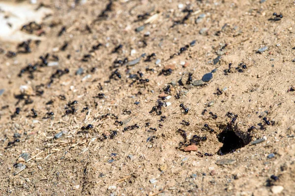 Hormigas y hormigueros —  Fotos de Stock