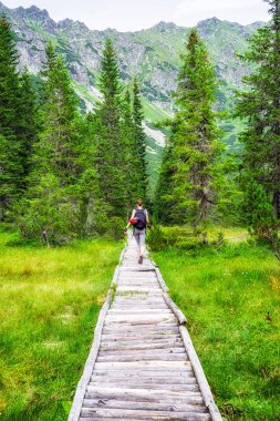 Orman yüksek Tatras, Slovakya, kadında uzun yürüyüşe çıkan kimse