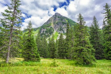 Yüksek Tatras mountains, Slovakya için Ladin ormanı