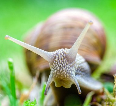 Kara salyangoz grounf üzerinde   