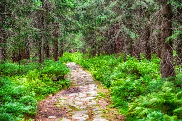 Hiking trail in forest — Stock Photo, Image