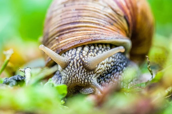 Land snail on the grounf — Stock Photo, Image