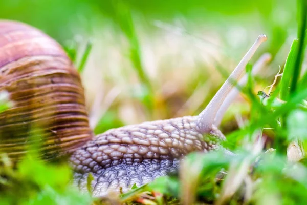 Land snail on the grounf — Stock Photo, Image