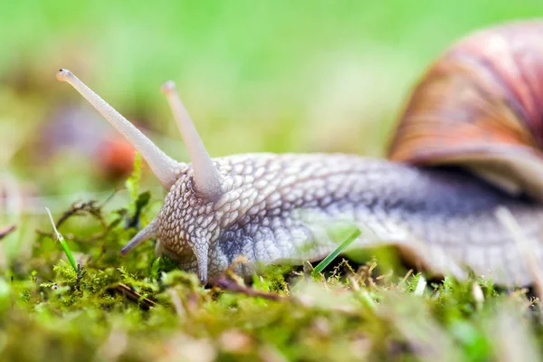 Kara salyangoz grounf üzerinde   
