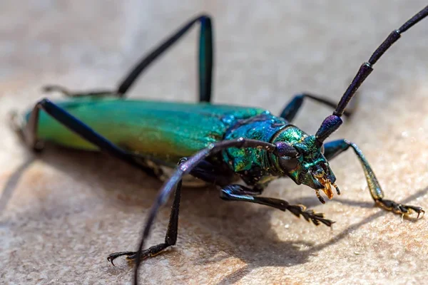 Büyük misk böceği — Stok fotoğraf