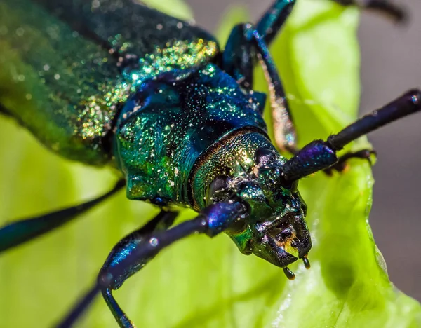 Голова крупного жука на листьях — стоковое фото