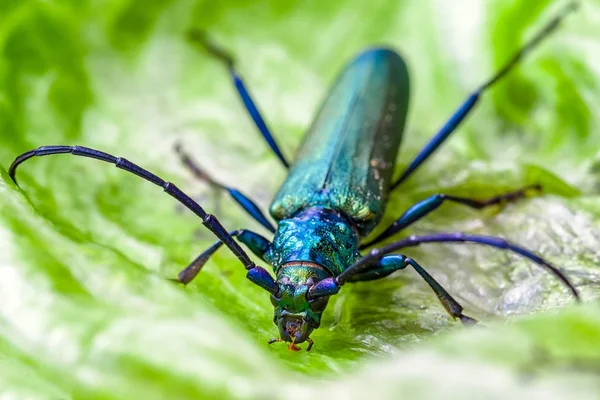 Большой жук на листе — стоковое фото