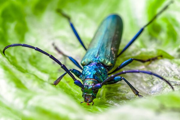 Big beetle on leaf