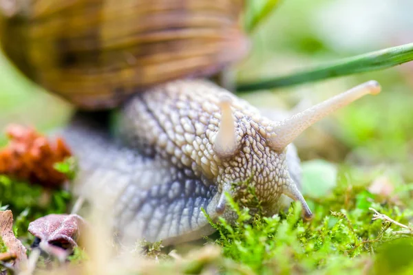 Kara salyangoz grounf üzerinde   