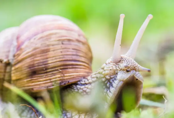 Land snail on the grounf — Stock Photo, Image