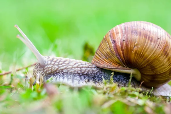 Land snail on the grounf — Stock Photo, Image