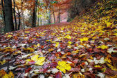 barevné podzimní Les 