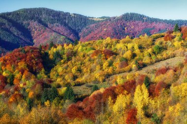 renkli sonbahar orman