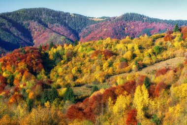 renkli sonbahar orman