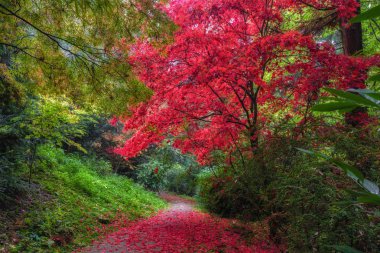 Kırmızı sonbahar park ağacında