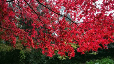 Kırmızı sonbahar park ağacında