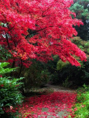 Kırmızı sonbahar park ağacında
