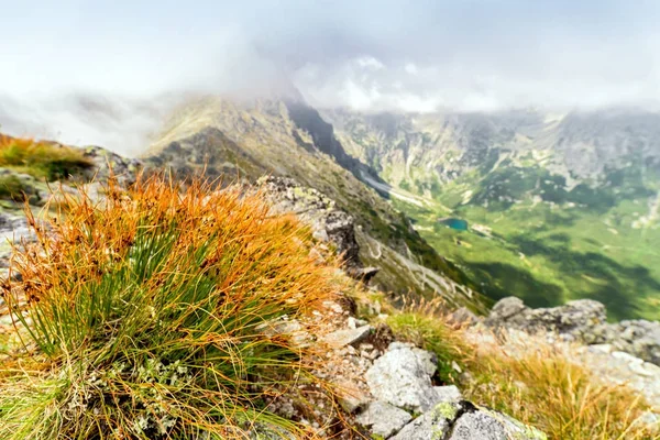 Alpine grass on hill — Stock Photo, Image