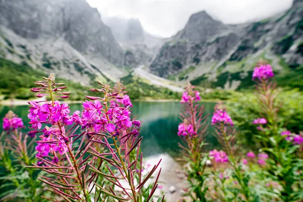 Violetta blommor i Höga Tatrabergen, Slovakien — Stockfoto