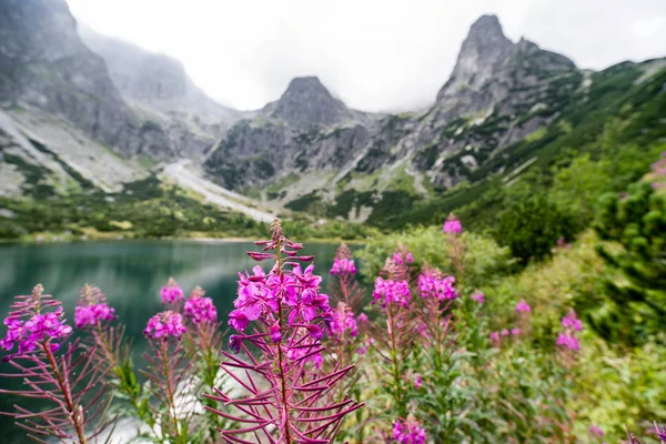 Violetta blommor i Höga Tatrabergen, Slovakien — Stockfoto