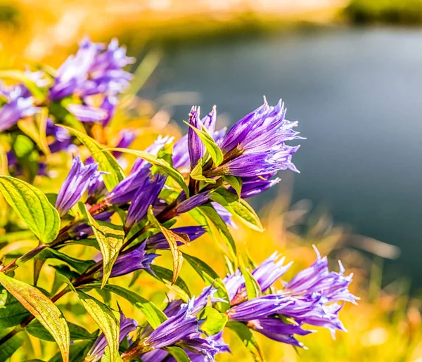 Violet flowersin bergen — Stockfoto